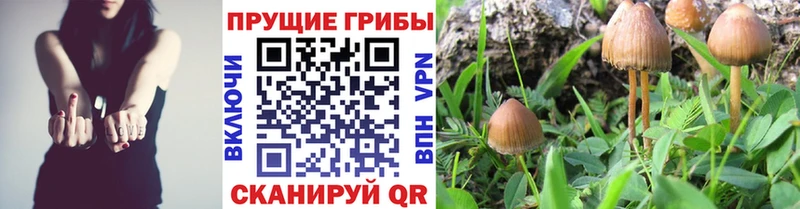 Псилоцибиновые грибы мицелий Красноуральск